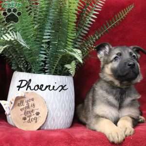 Phoenix, German Shepherd Puppy